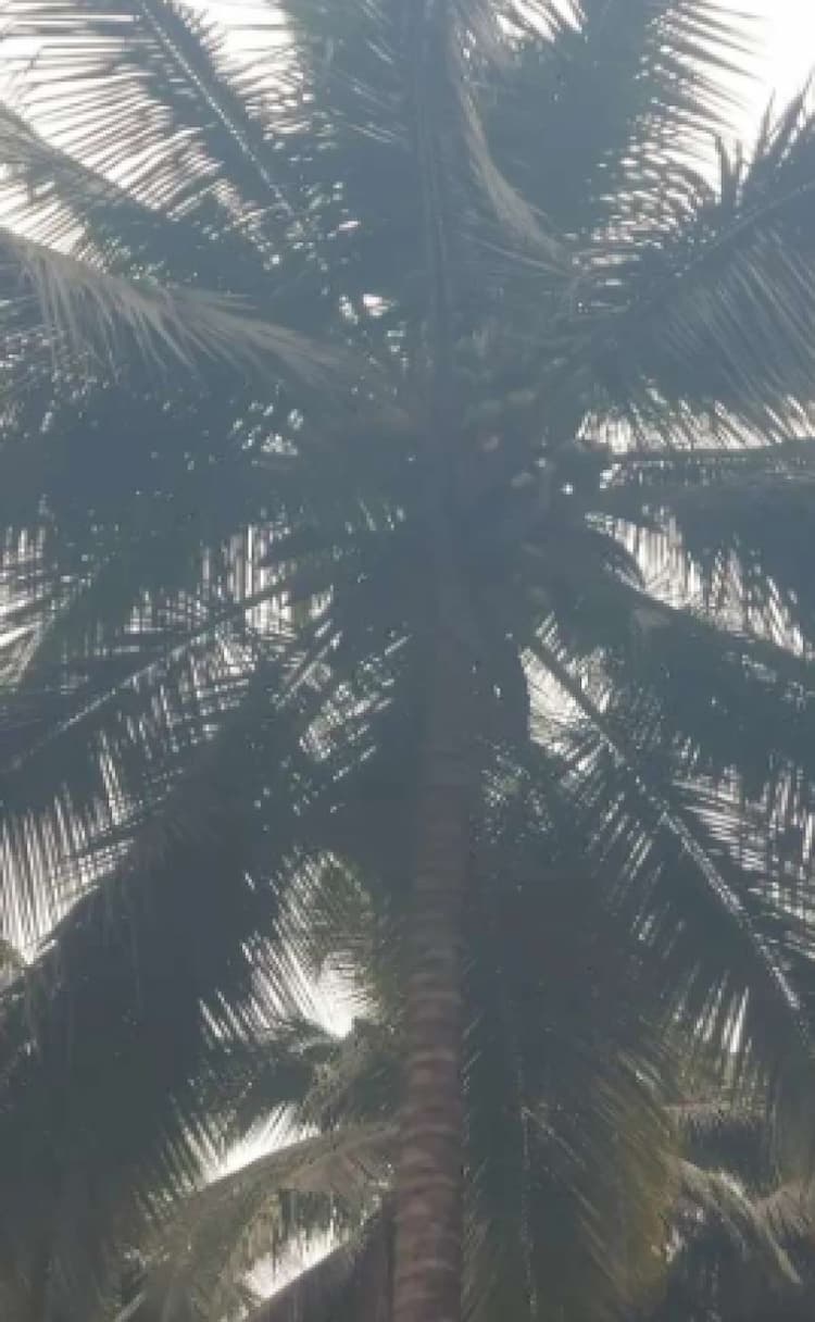 Coconut Land for Sale
