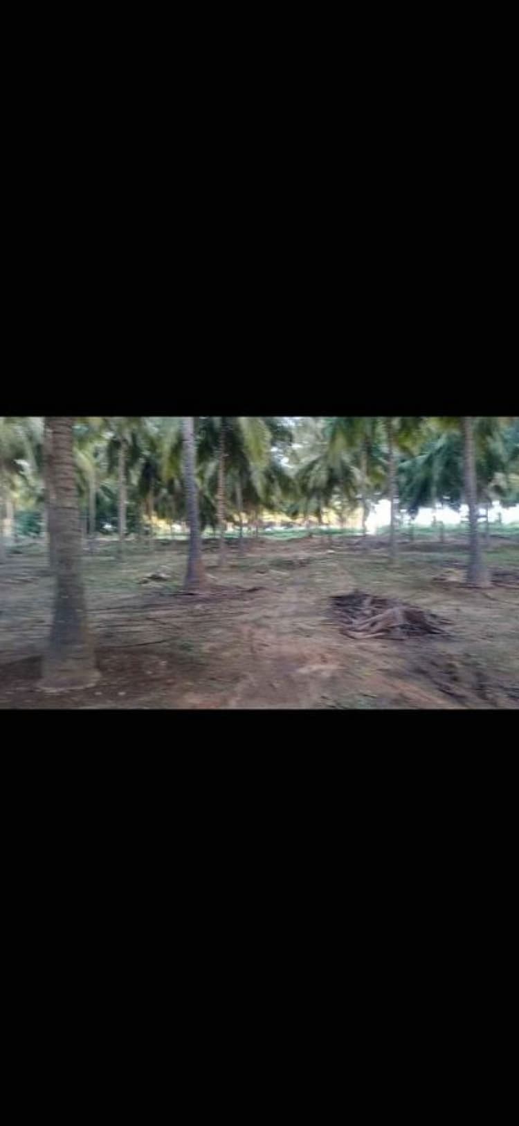 2 Acre Coconut Farm Sale