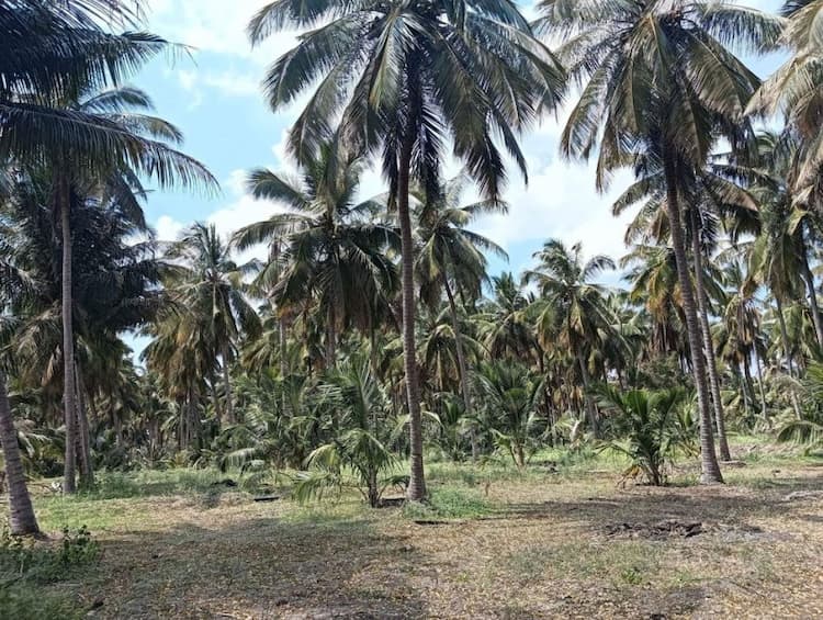 land for sale