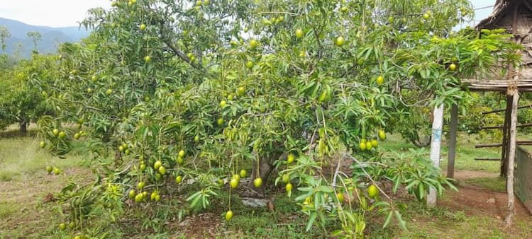 13 ACRES PATTA  + 5 ACRES BEEMA LAND SALES