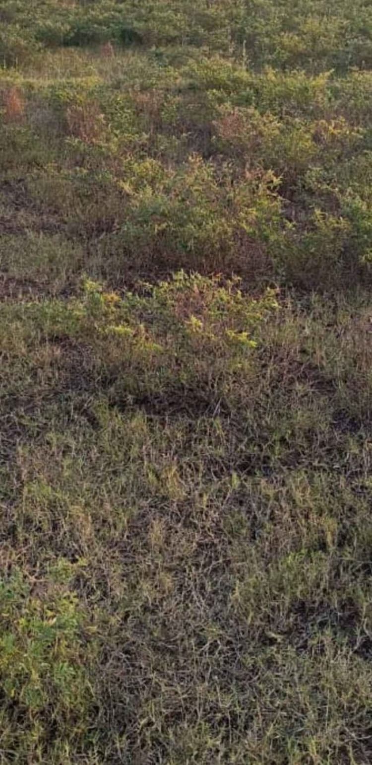 3.50 Cent Land for sales