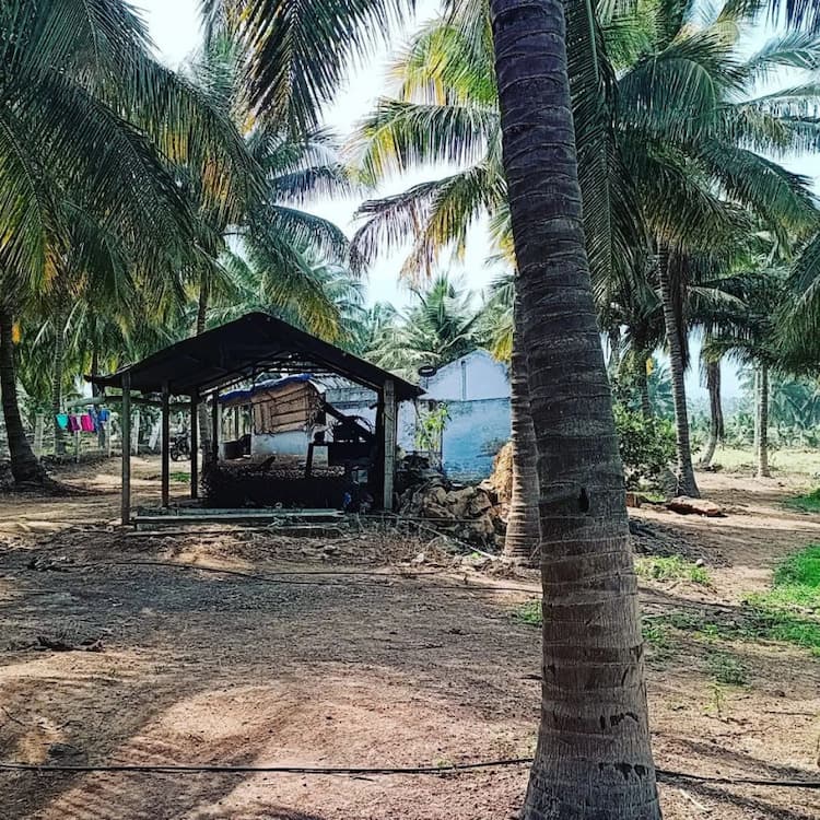 coconut fram land for sale