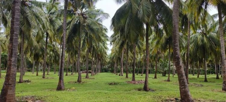 Land for Sale