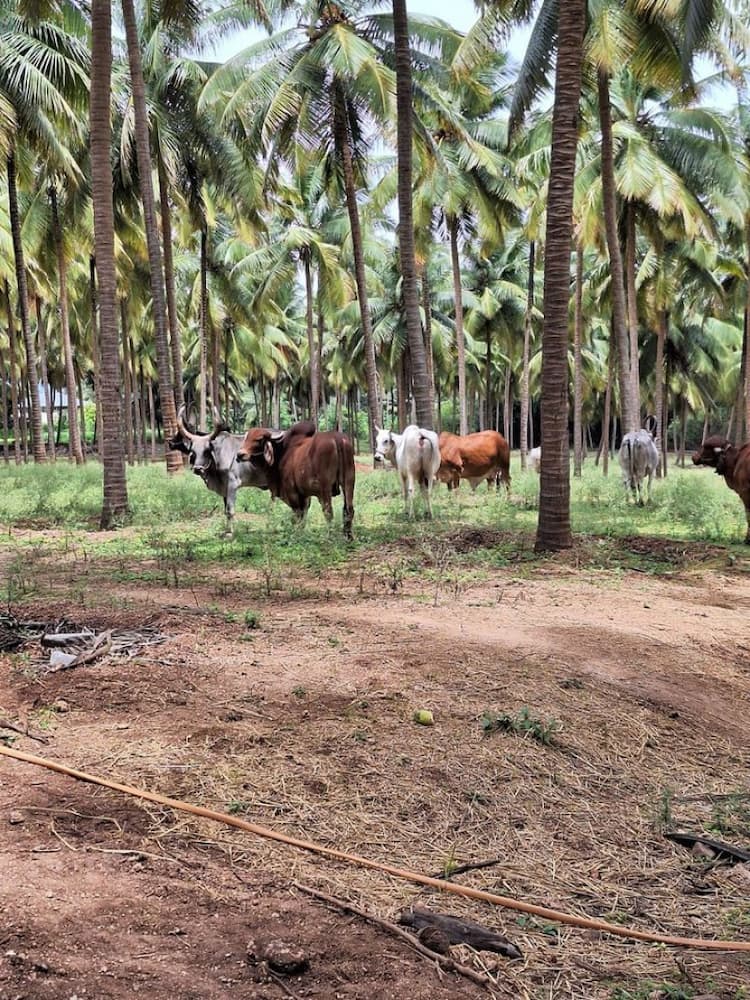 coconut farm land for sale