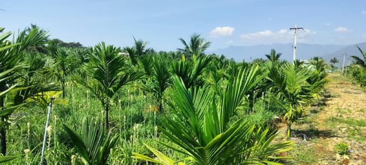 4.5 Acre land for sales