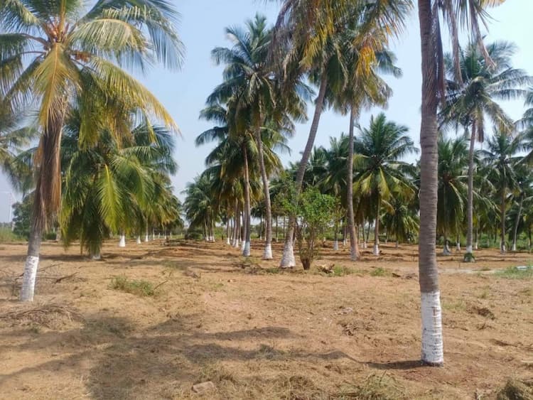 4.30 Acre Farm Land for Sale