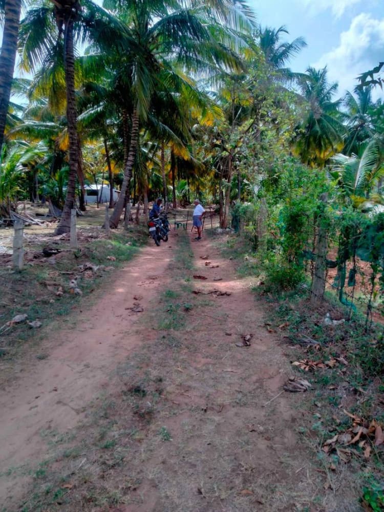 coconut farm land for sale