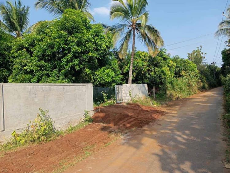 Coconut / Mango thottam for sale