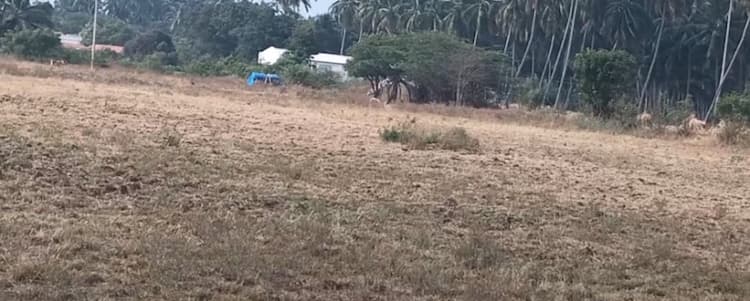 3 Acre Land for Sale