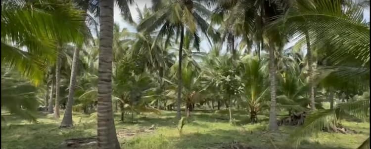 4.13 Acre Coconut Farm for Sale