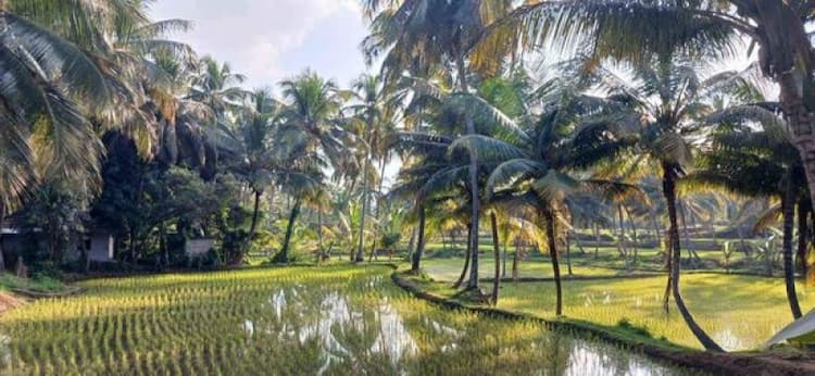 8 acre Cocounut Farm House For Sale
