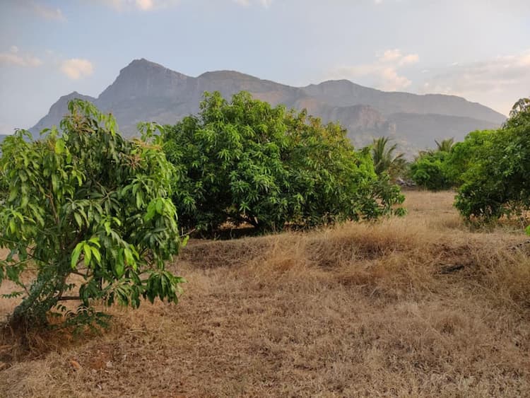 2 Acres Mango Farm for sale