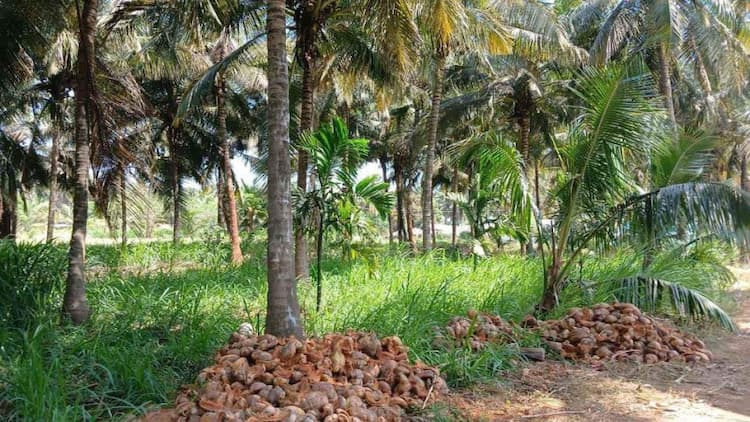coconut farm land for sale