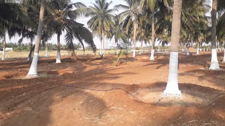 Coconut Farm for Sale
