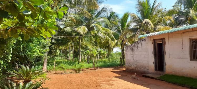 AMALA,JACKFRUIT & MANGO FARM LAND SALES