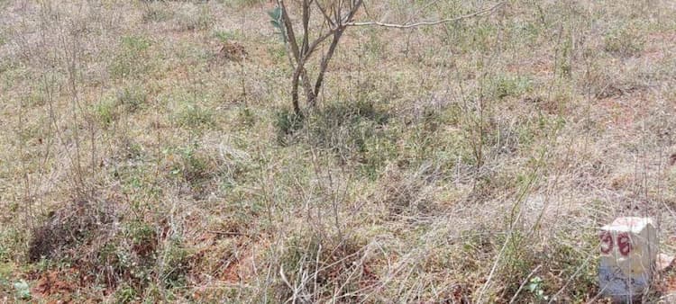 3 Cent Plot for sales