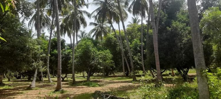10 acre Coconut & Mango Farm For Sale near Palani aayakkudi.