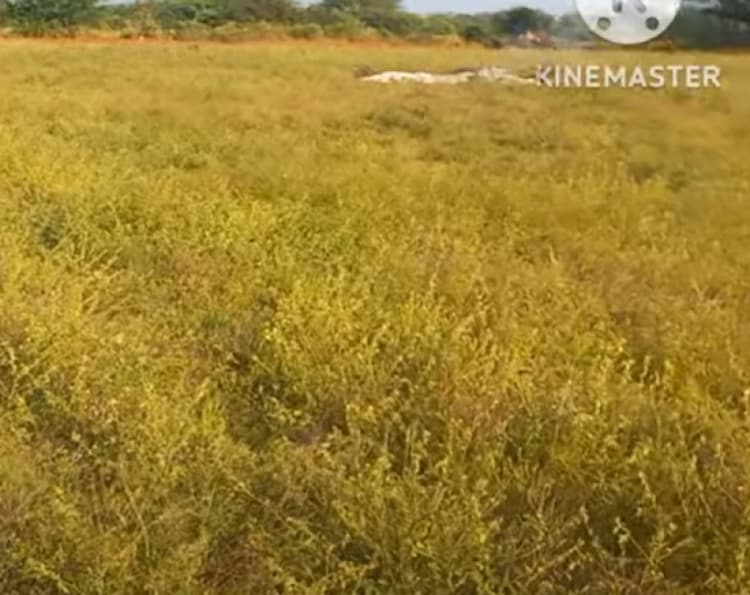 1.55 acre land for sales