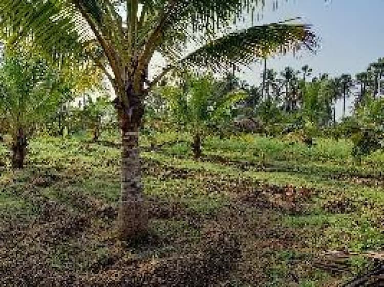 Land sale