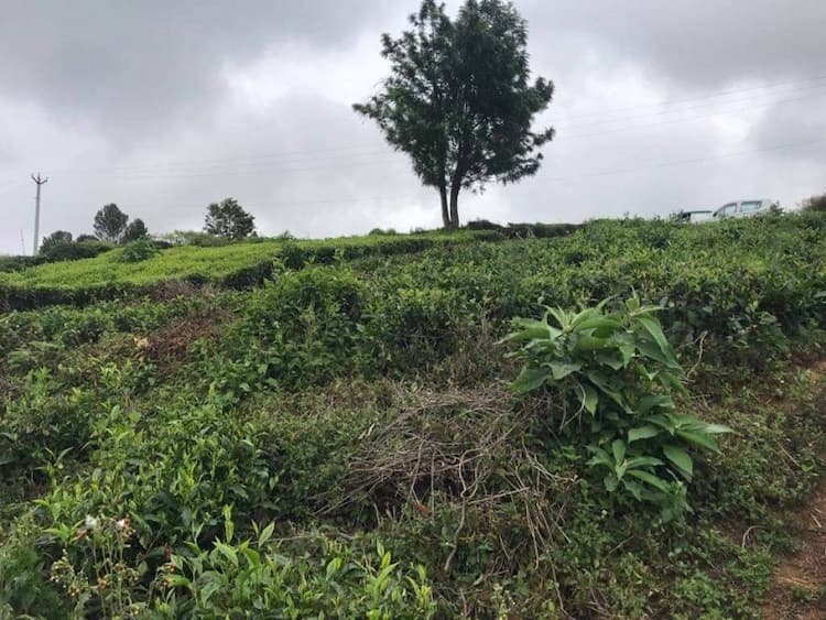 Tea land available for sale
