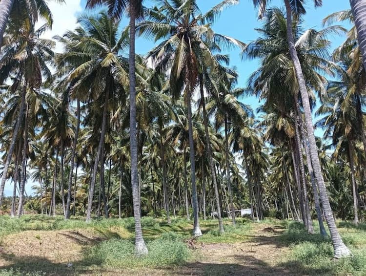 coconut farm land for sale