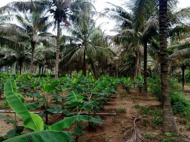 5 acres farm land with house for sale