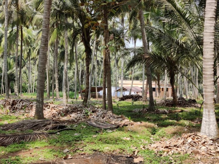 2 Acres Coconut Farm for sale
