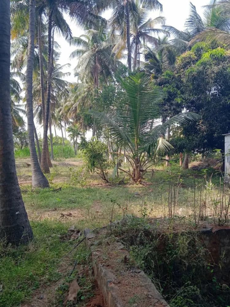 coconut farm land for sale