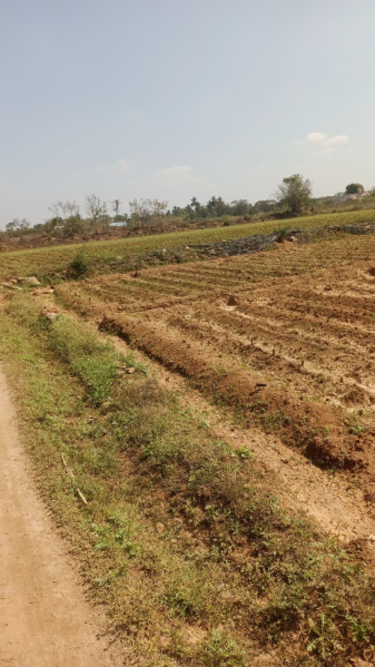 Vellai Farmhouse, Agricultural Land