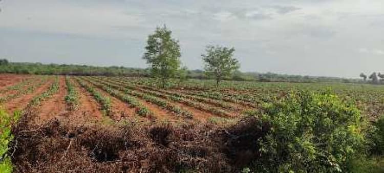 Land sale
