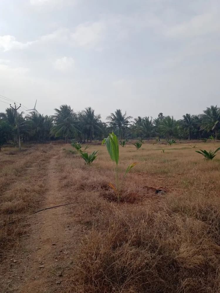 14 Acre Coconut Farm