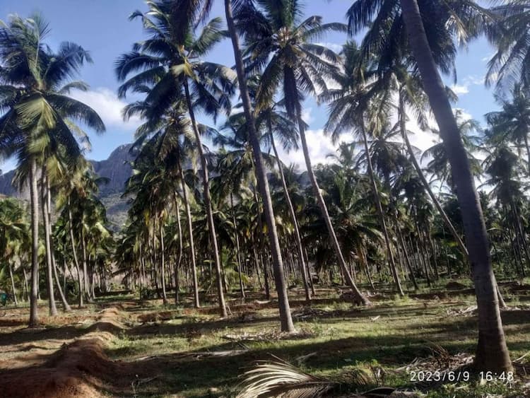 coconut farm land for sale