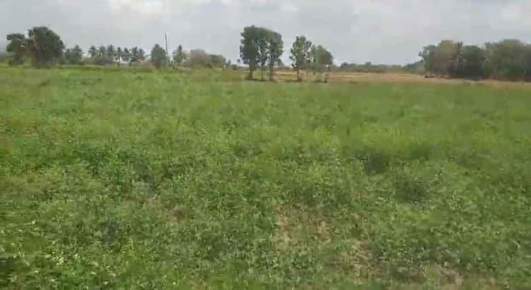 Punjai Farm Land for Sale