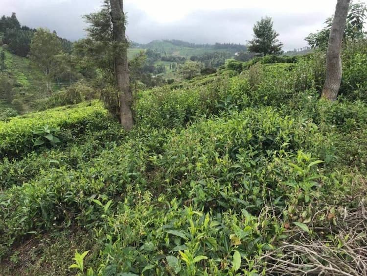 Tea Land For Sales