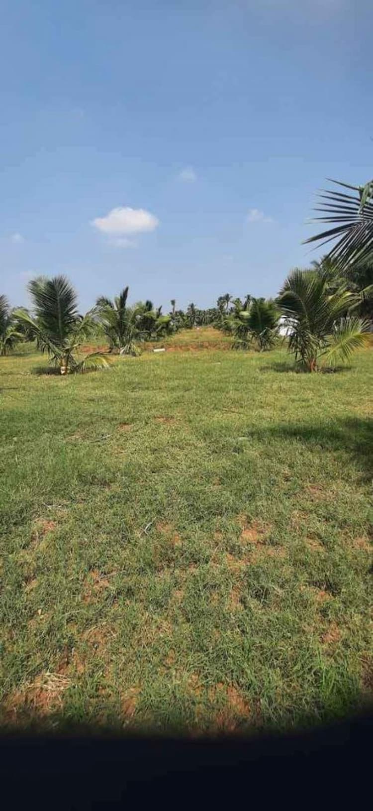 Farm For Sale