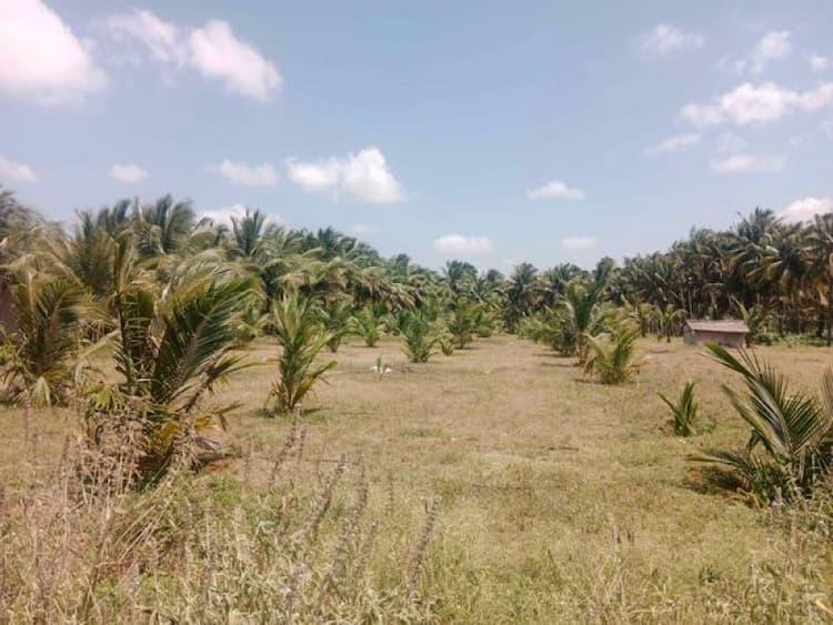 Land for Sale