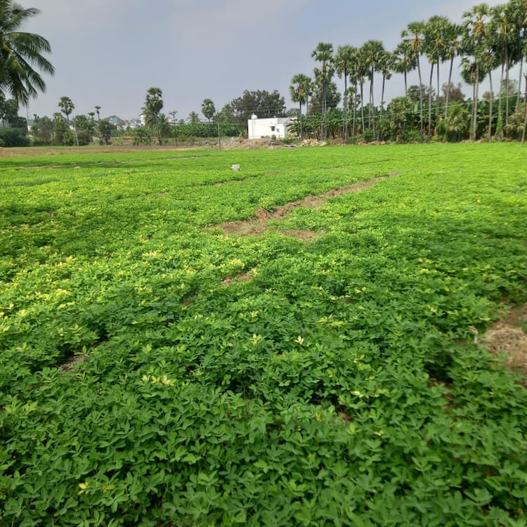 Farm Land With Farm House For Sale