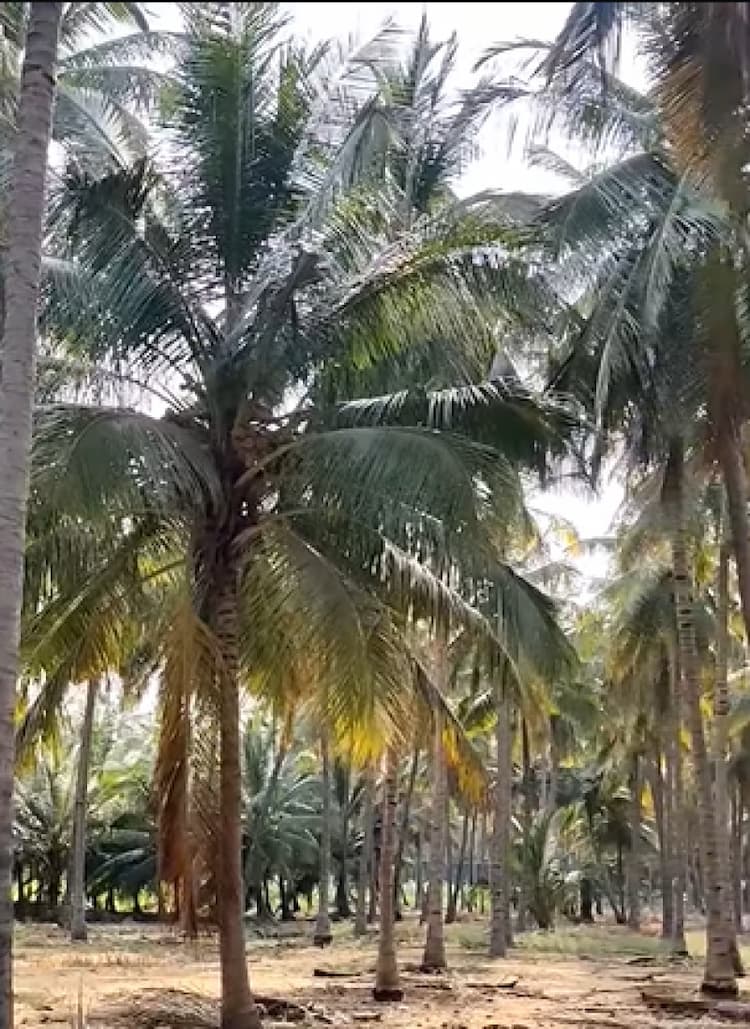 Coconut Farm for Sale