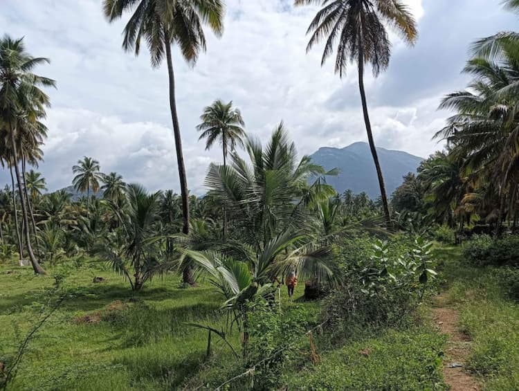 coconut thoppu for sale