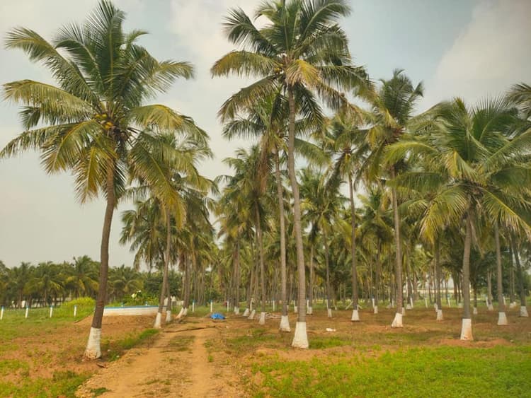 1.55 Acre Farm Land for Sale