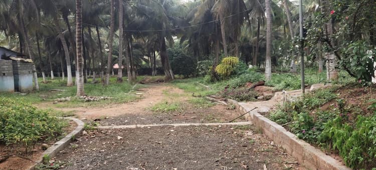 Coconut Farm For Sale