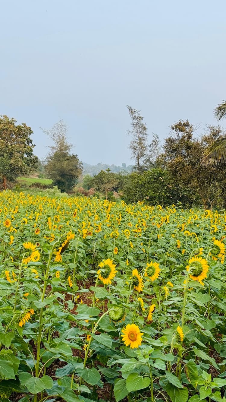 farmland for sale