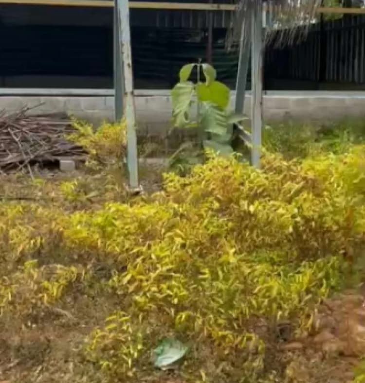 Land for sales