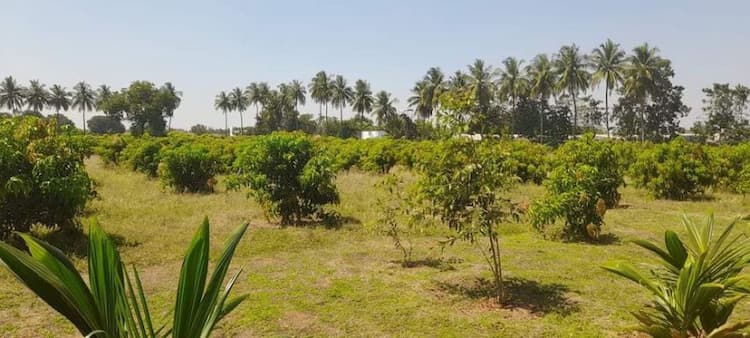 10 acres COCONUT  AND MANGO FARM LAND SALE