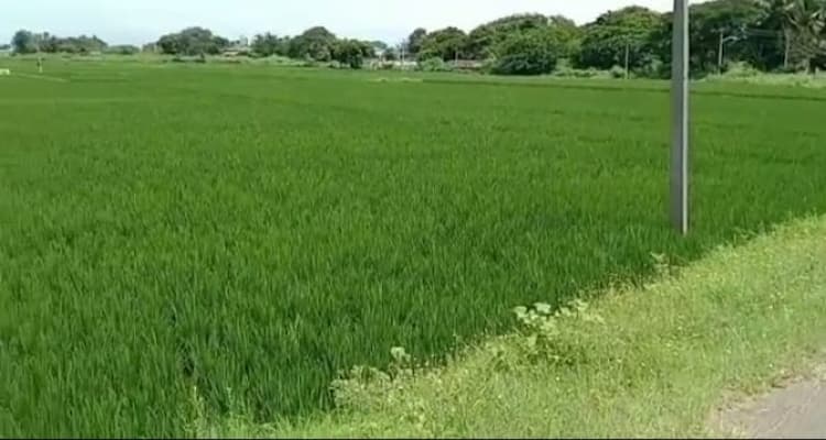 Farm land sale