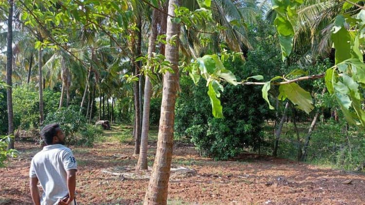 Coconut thottam for sale