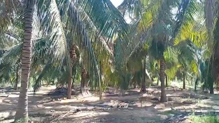 4.25 Acre Coconut Farm for Sale
