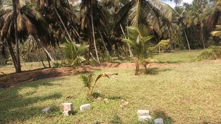 coconut farm land for sale