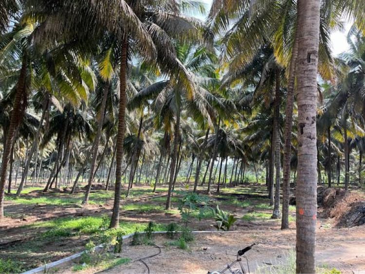 5.8 acre coconut farm for sale