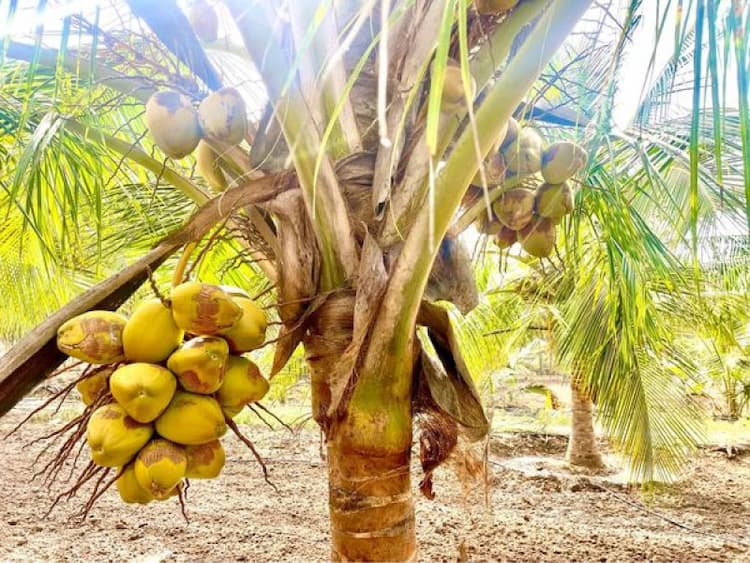 Coconut Farm Land For Sales